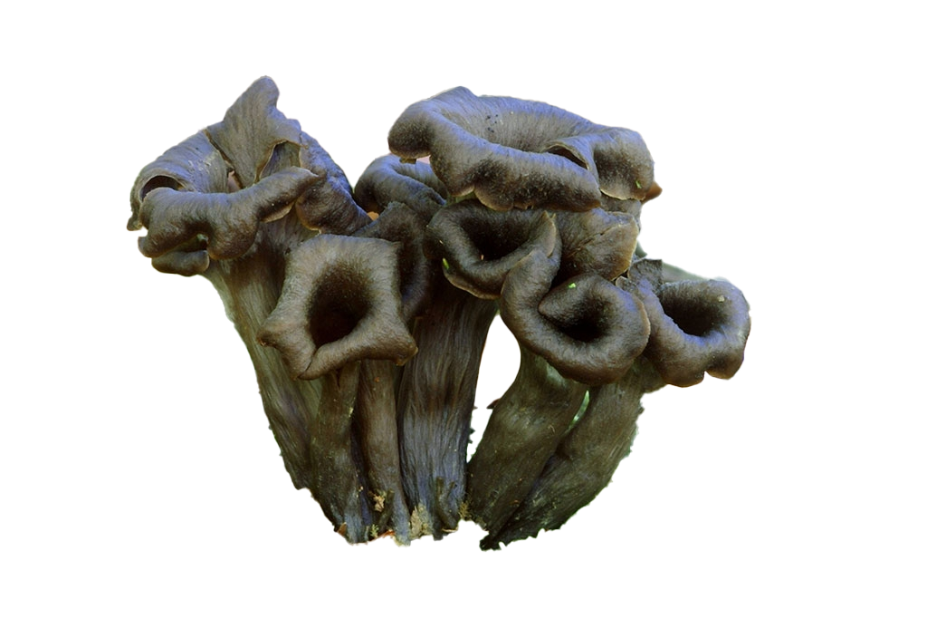 trompetadelamort